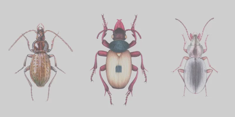 Anophthalmus hitleri, Maribor, drawings
