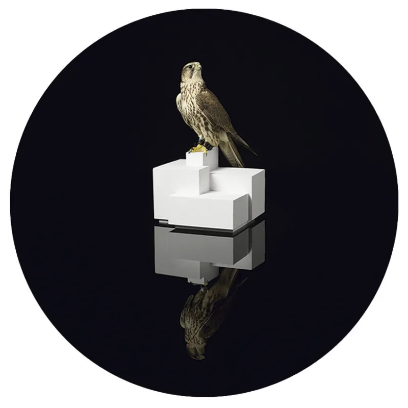 Perch for Falco cherrug (B. Nicholson)