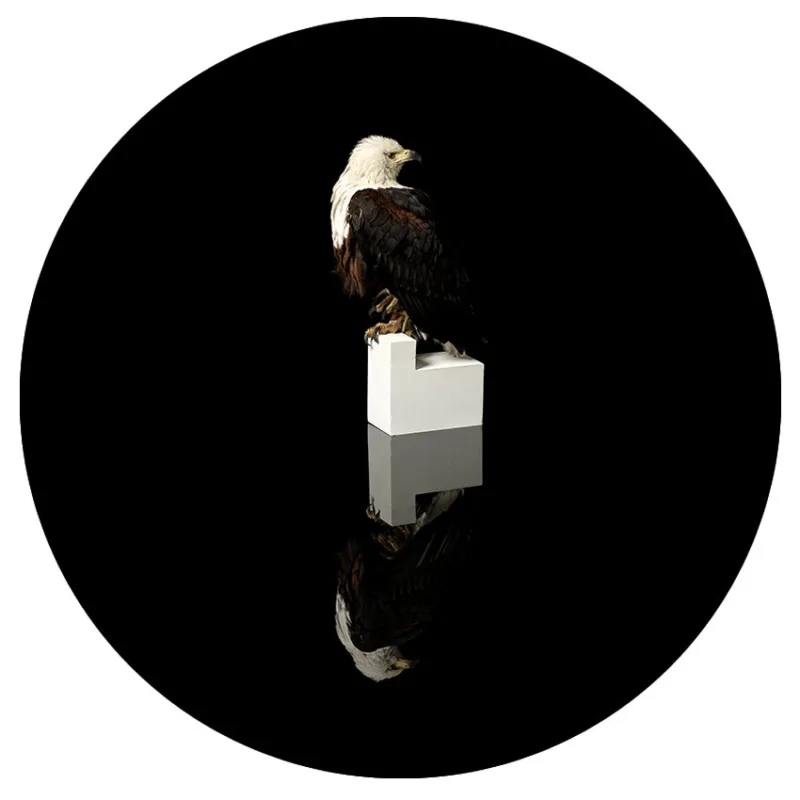 Perch for Haliaeetus vocifer (B. Nicholson)