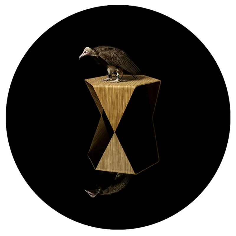 Perch for Necrosyrtes monachus (I. Tapiovaara)
