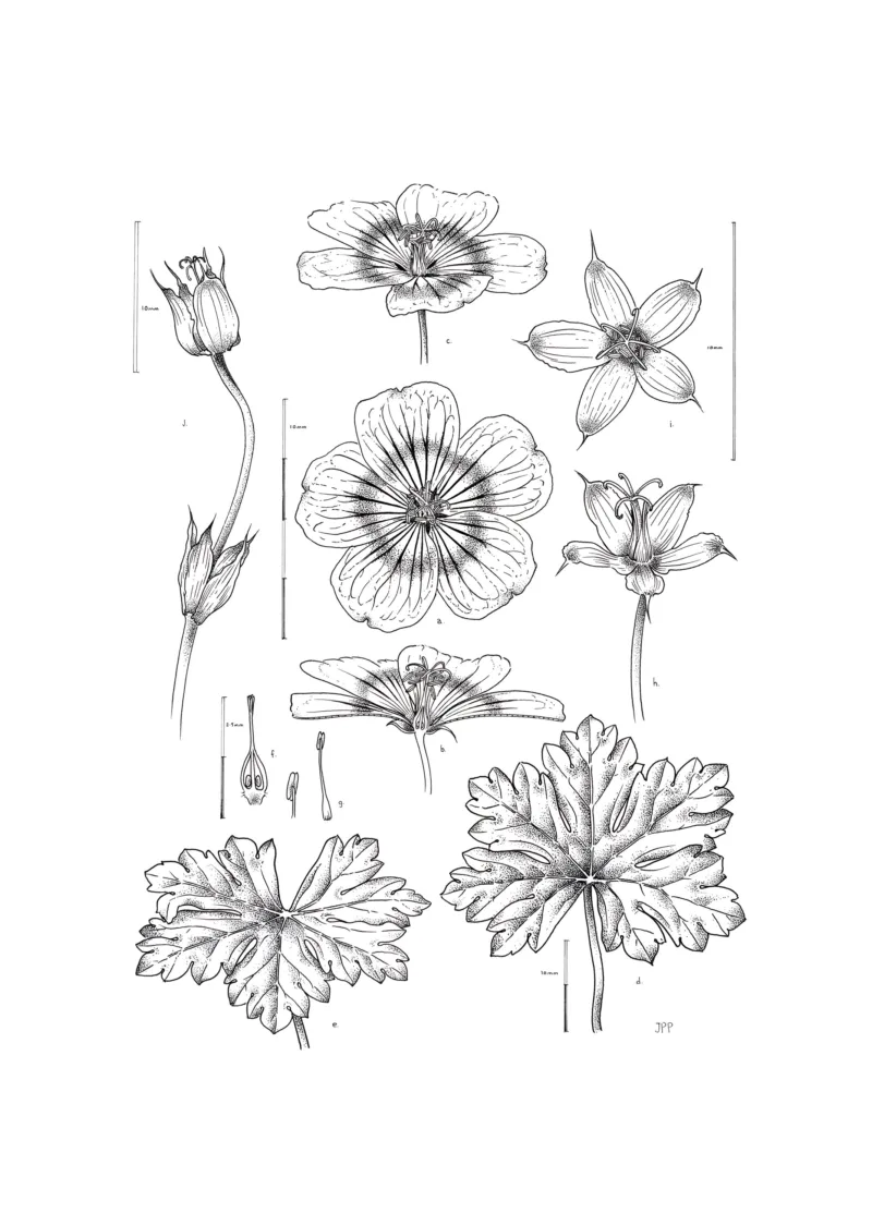 John Pastoriza Pinol: Geranium solanderi