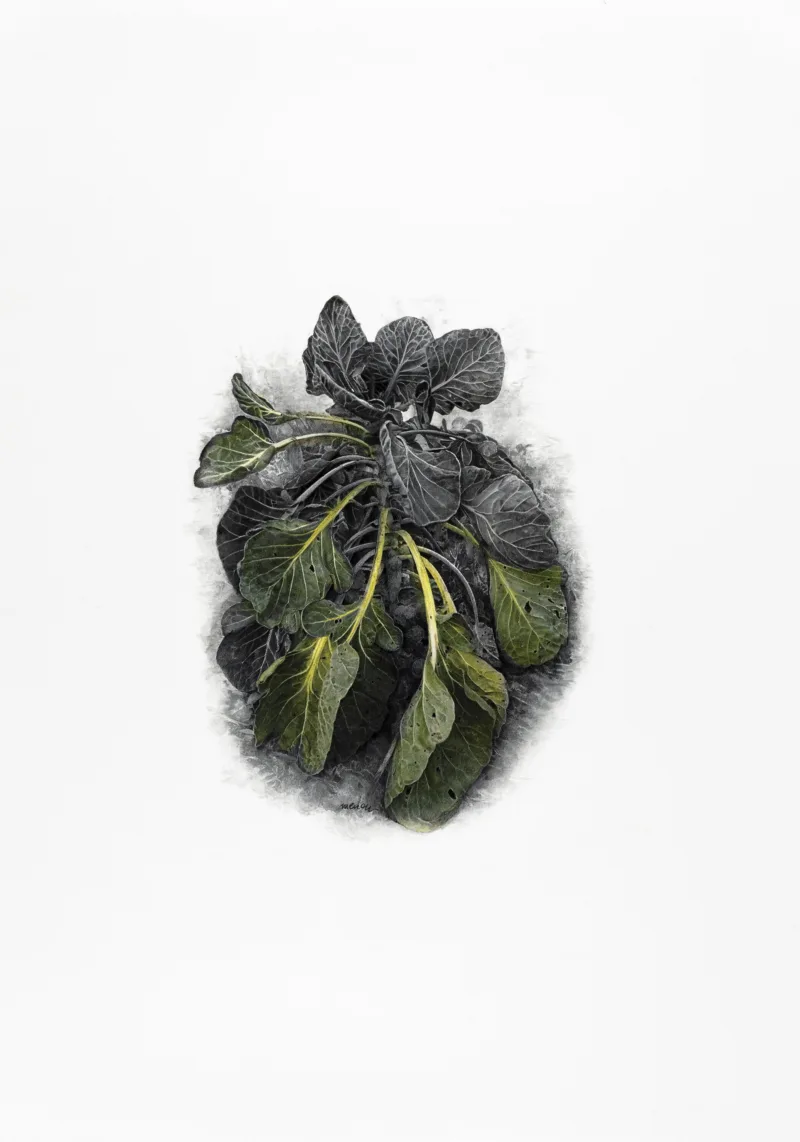 Sara Menon: Gallirallus dieffenbachia