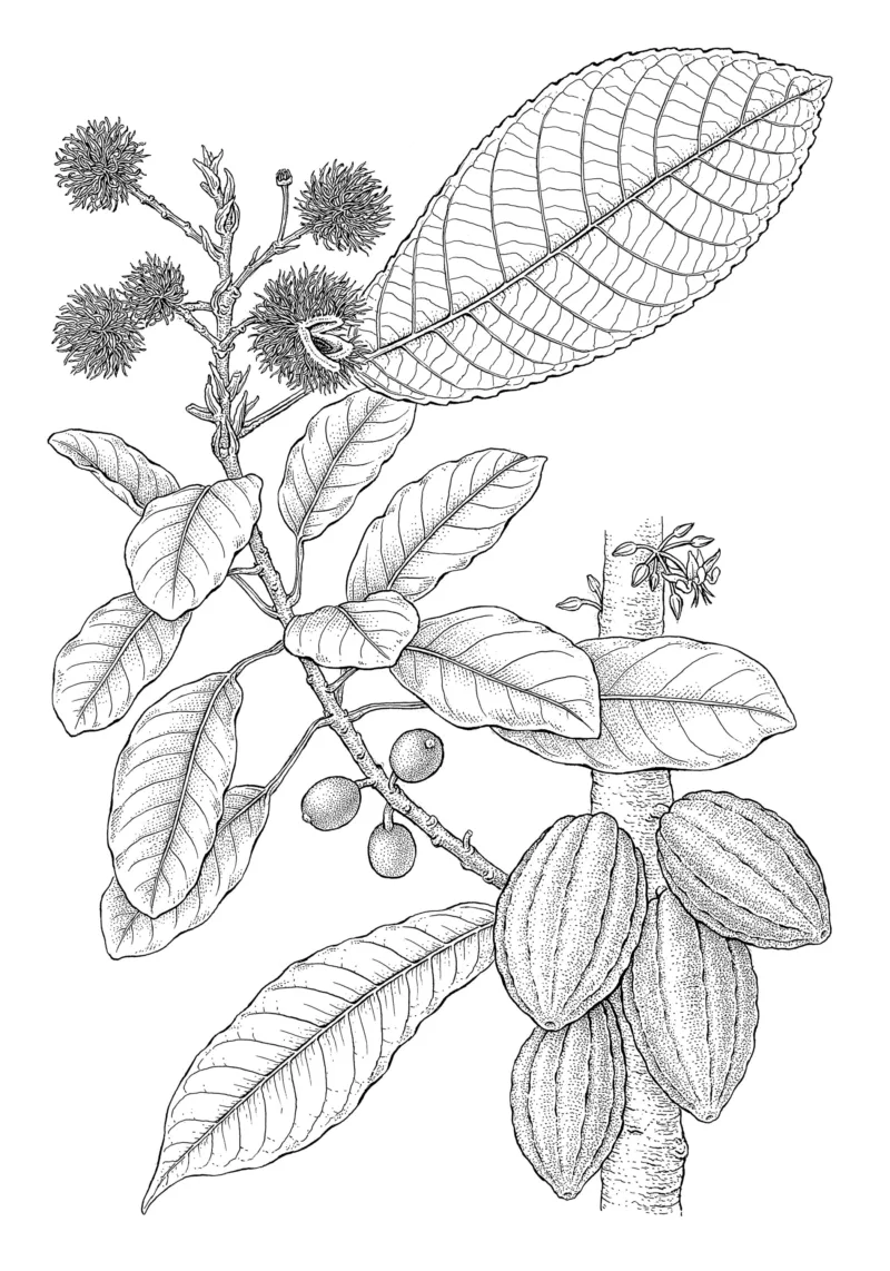Bobbi Angell: Mastichodendron sloaneanum