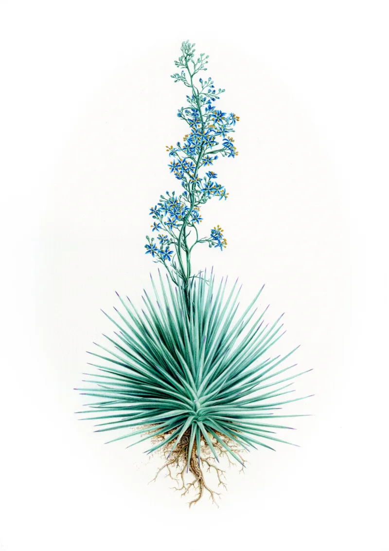 Sandra Doyle: Aciphylla diffenbachii