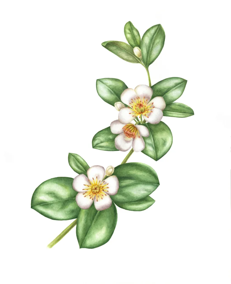 Alona Hrinchuk: Hibbertia scandens