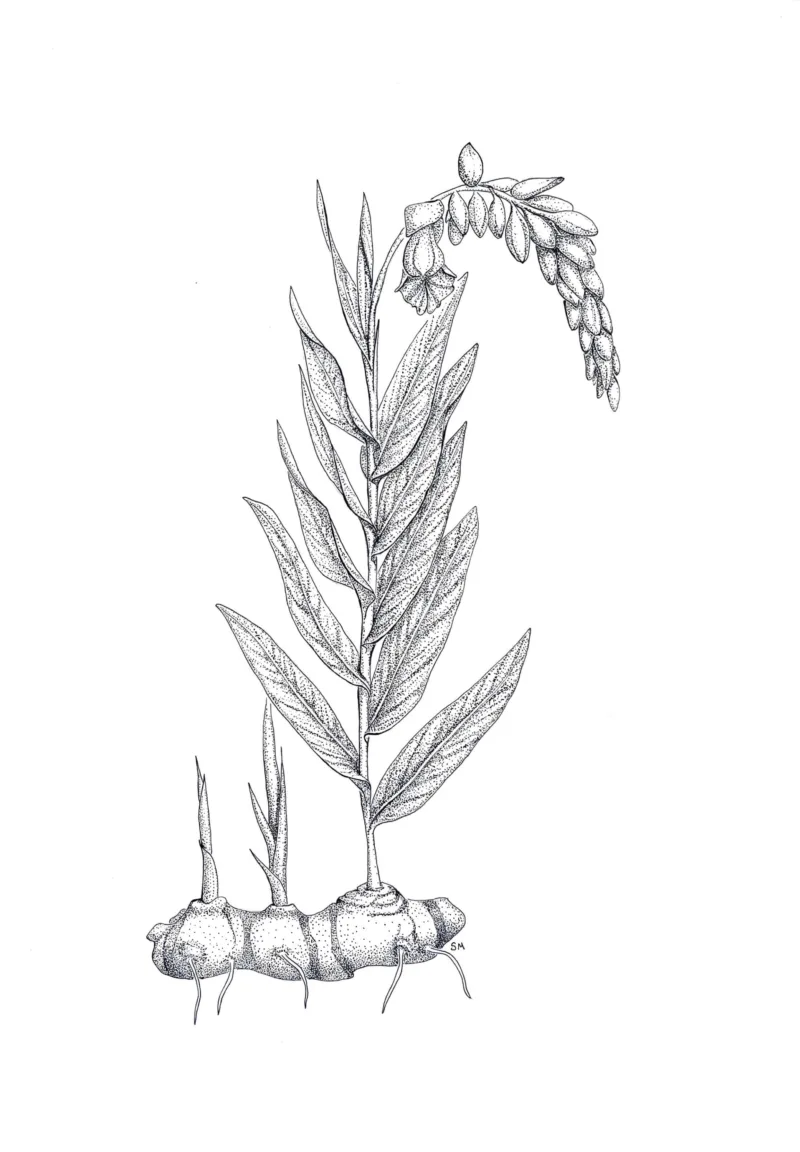Sarah McNaboe: Araucaria cookii