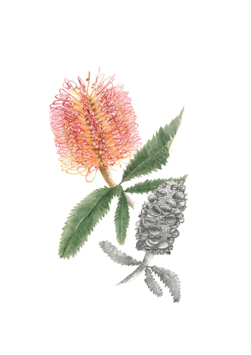 Vicki Jones: Banksia squarrosa