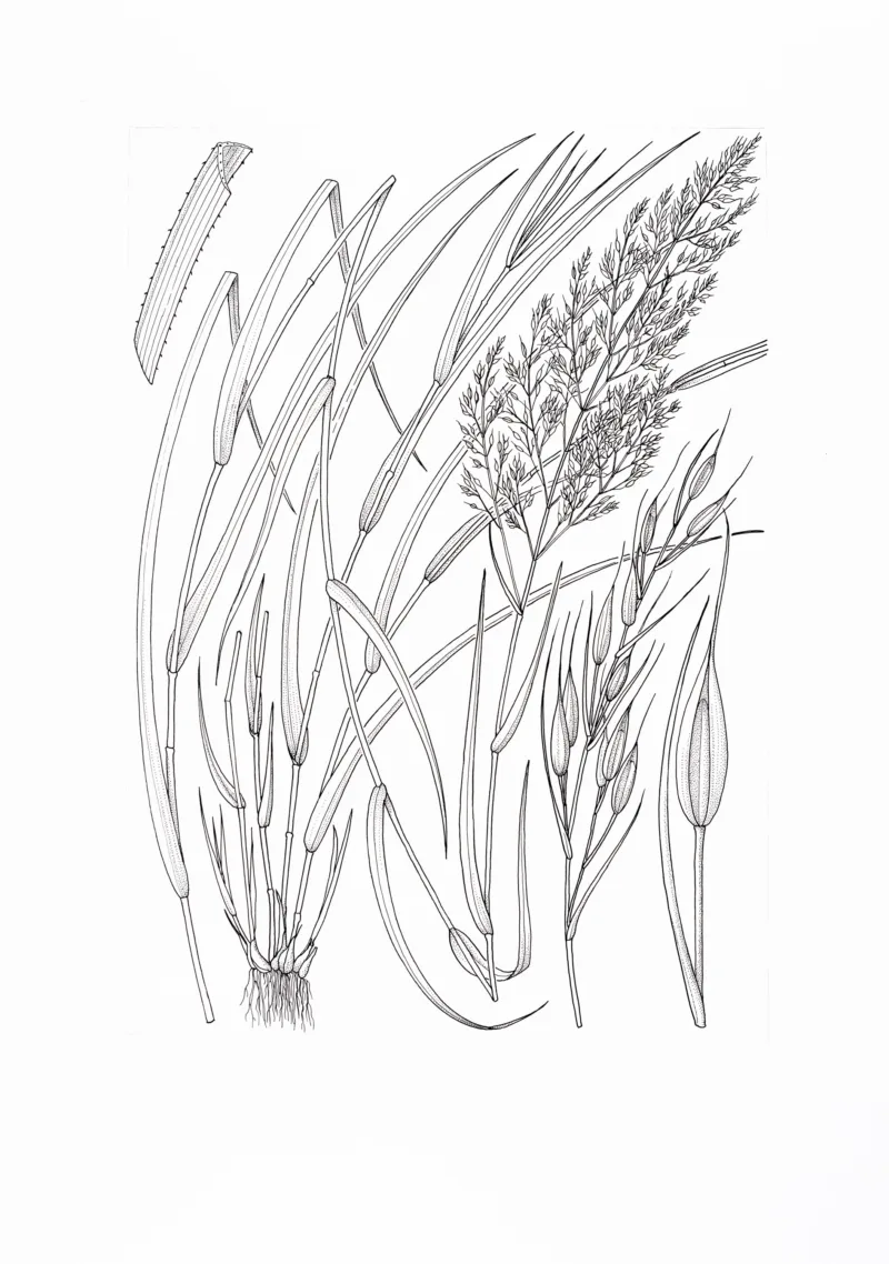 Deborah Lambkin: Carex solandri