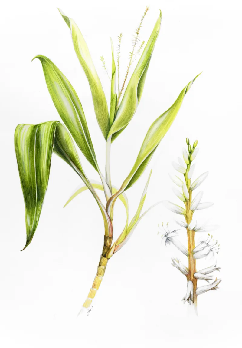 Mafalda Paiva: Cordyline banksii