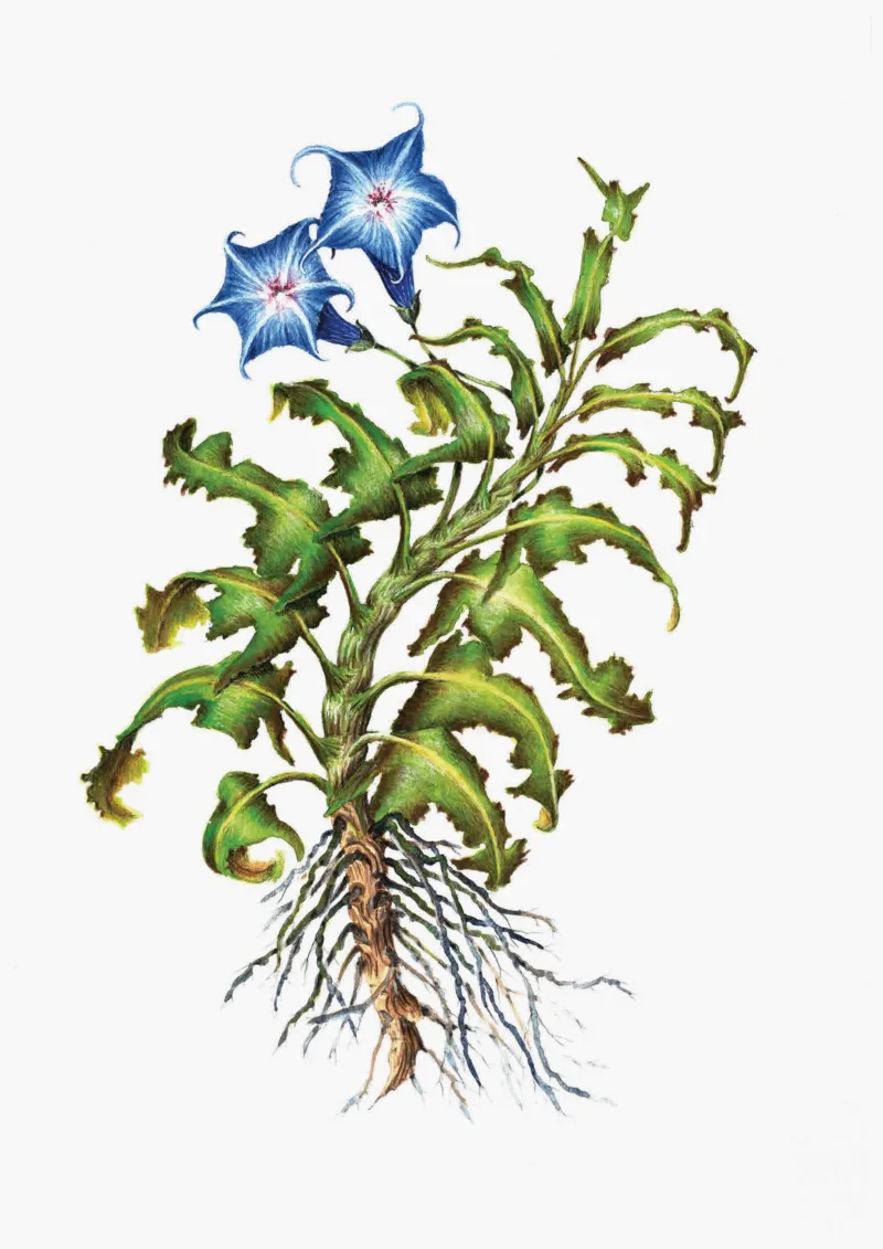 Iñaki Díez Cortaberría: Phormium cookianum