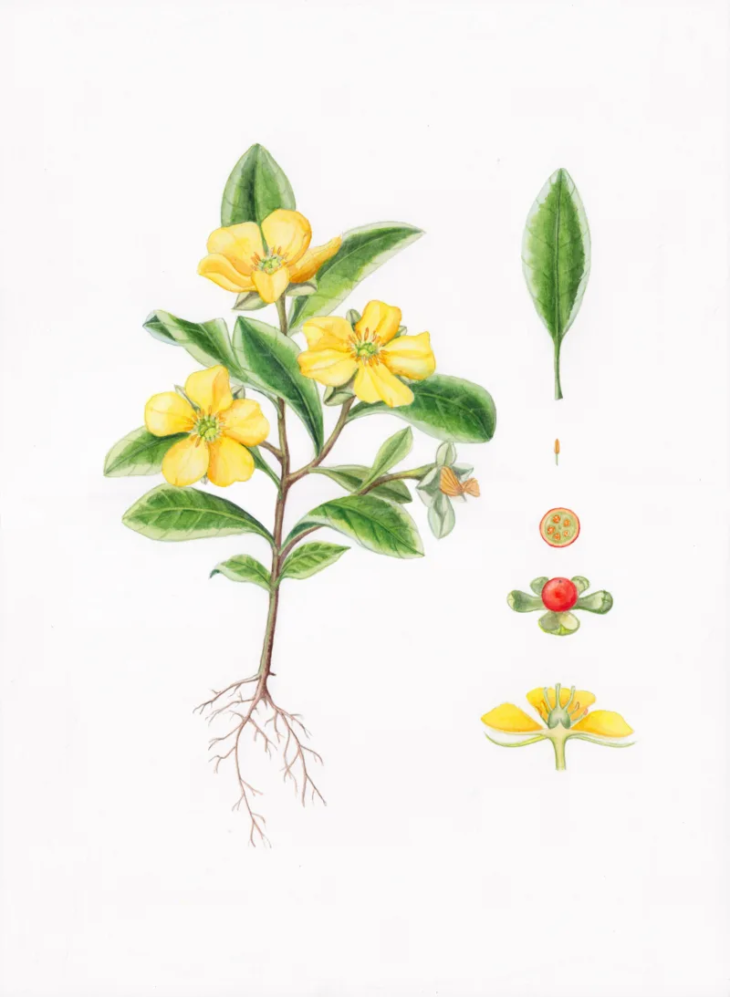 Anneli Frisk: Hibbertia marginata