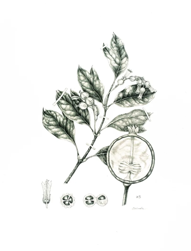 Carol Woodin: Eucalyptus banksia