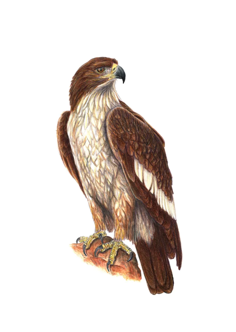 Dawn Chorus: Aquila fasciata (Stephanie Rozzo)