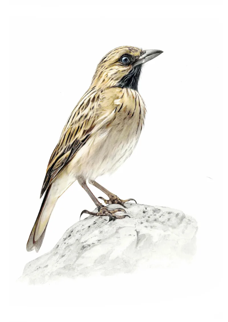 Dawn Chorus: Tristram's Warbler (Sara Menon)