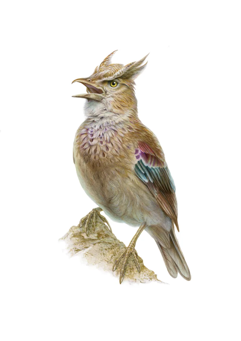 Dawn Chorus: Hemprich's Horned Lark (Sandra Doyle)