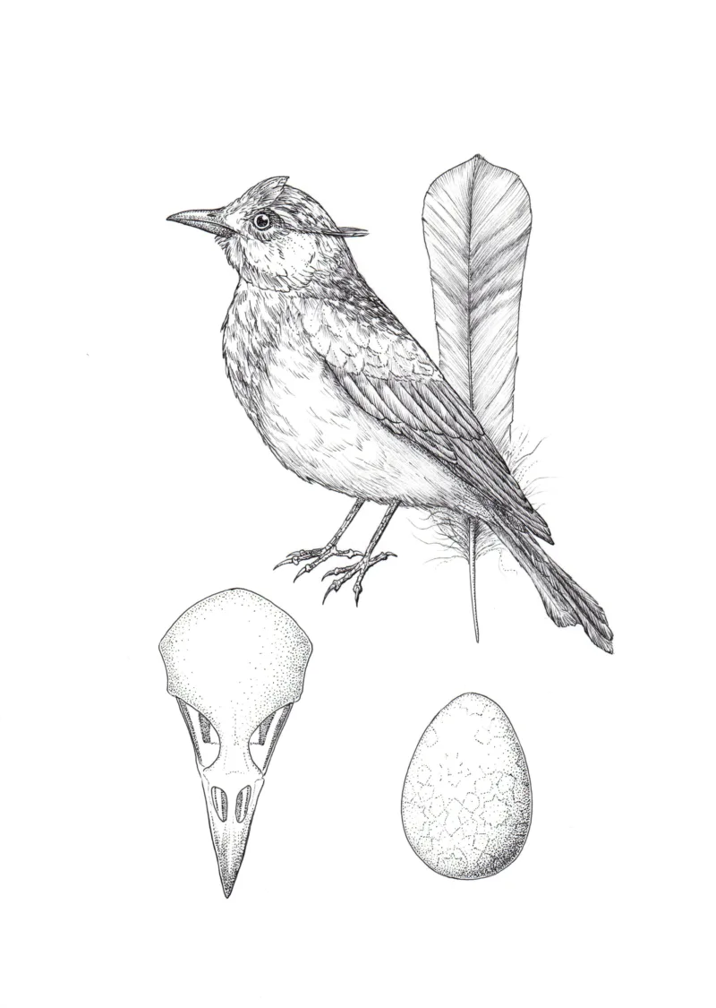 Dawn Chorus: Hume's Short-toed Lark (Laura Montserrat)