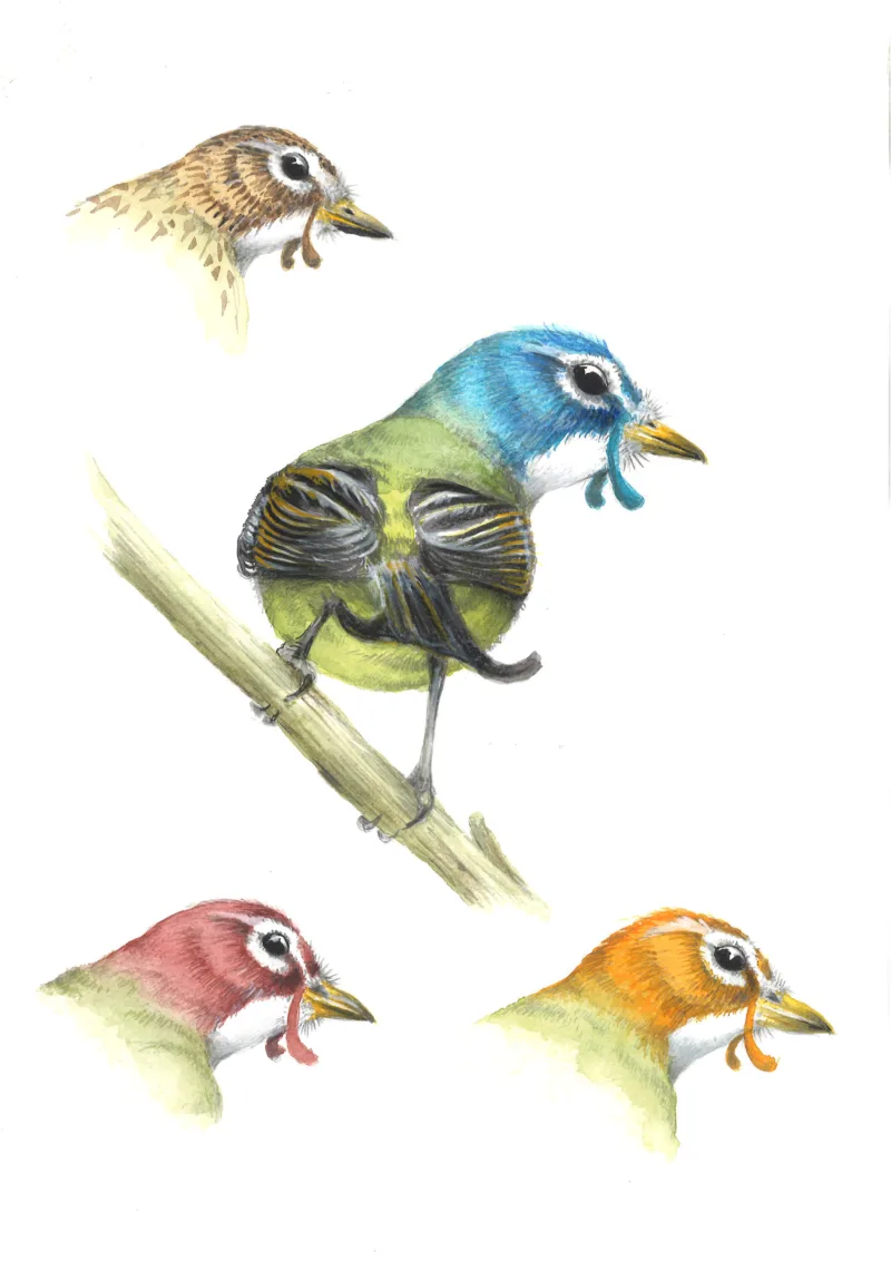 Dawn Chorus: Jerdon's Courser (Inaki Diez)