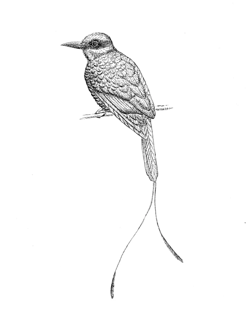 Dawn Chorus: Phaenicophaeus leschenaultii (Sarah McNaboe)
