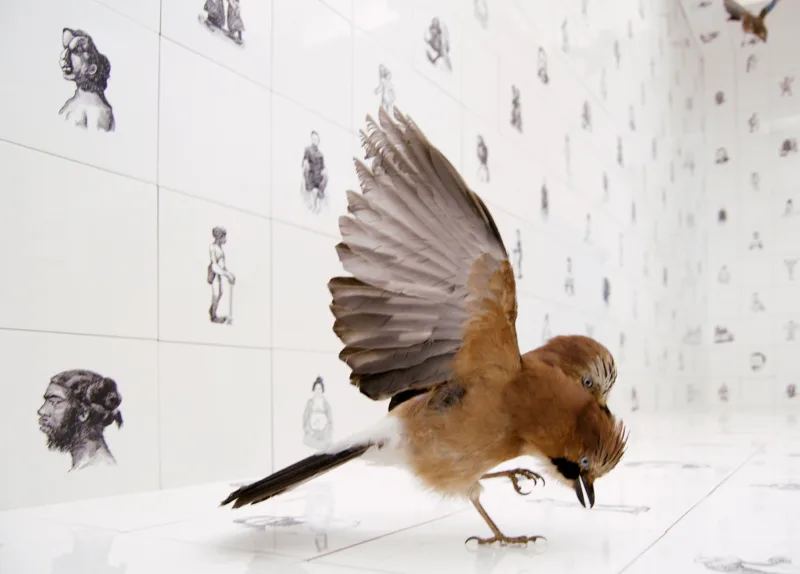 For the Birds