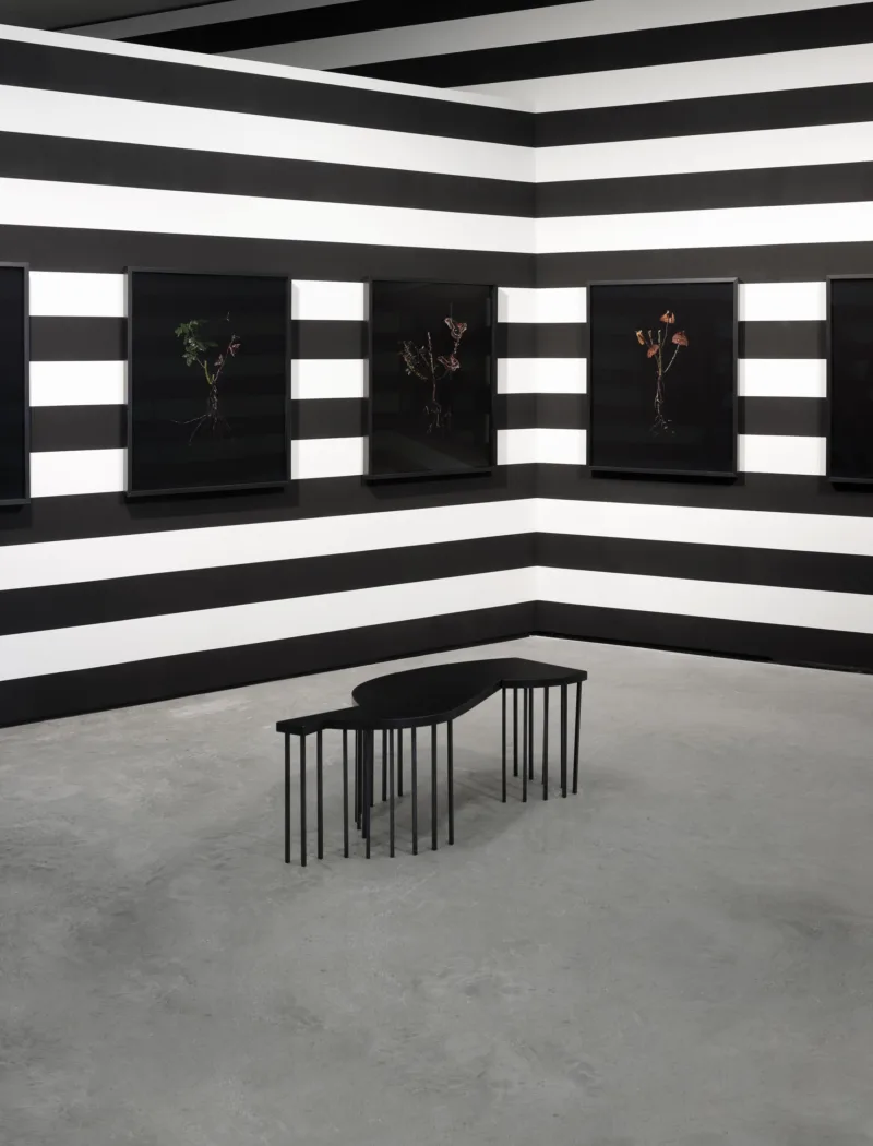 Installation view, exhibition Most Favoured Nation, curated by Marijana Schneider, Museum der Moderne Salzburg, 2022, photo: Rainer Iglar