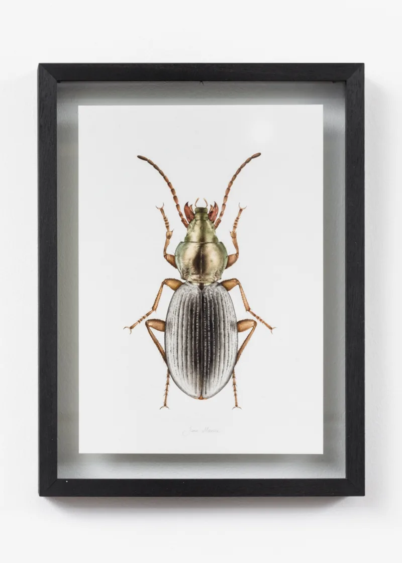 Situation Anophthalmus hitleri, 2012