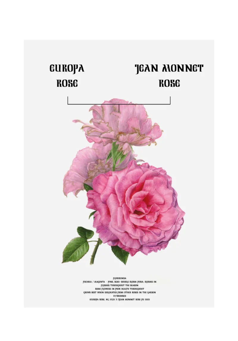The Flower Effect (Jean Monet Rose x Europa)