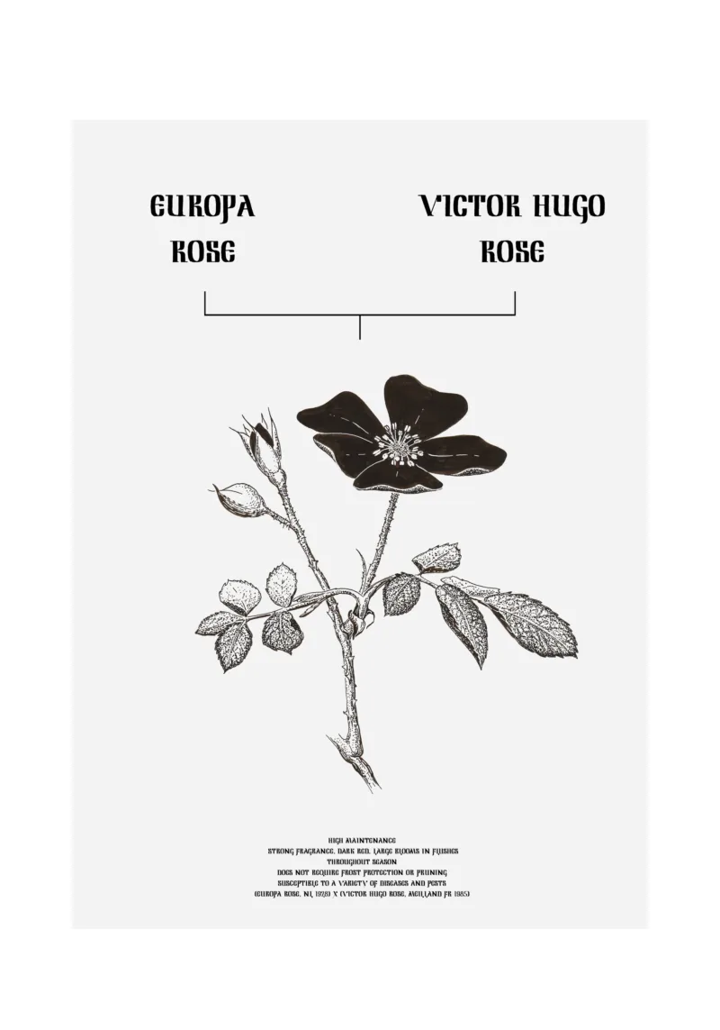 The Flower Effect (Victor Hugo® Rose x Europa)