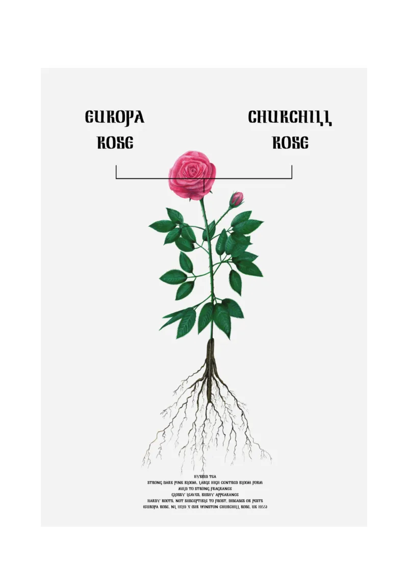 The Flower Effect (Sir Winston Churchill Rose x Europa)