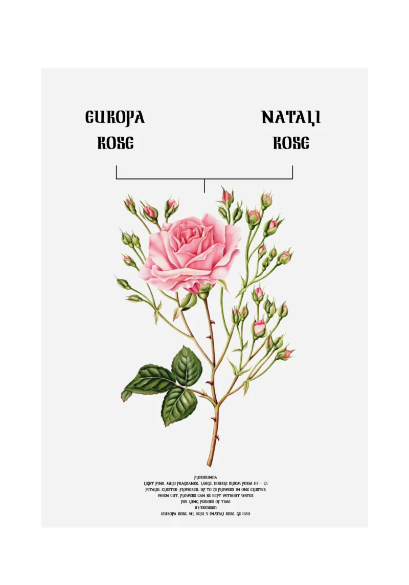 The Flower Effect (Natali Rose x Europa)