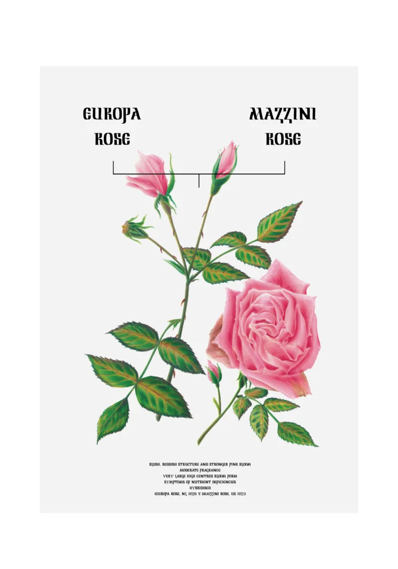 The Flower Effect (Mazzini Rose x Europa)