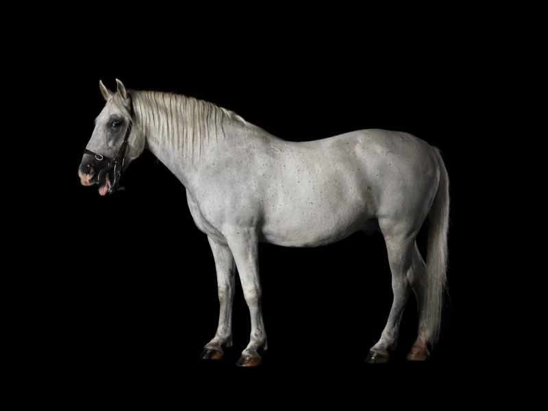Lipizzaner 508 Neapolitano Thais XL (b. 11.04.2005)